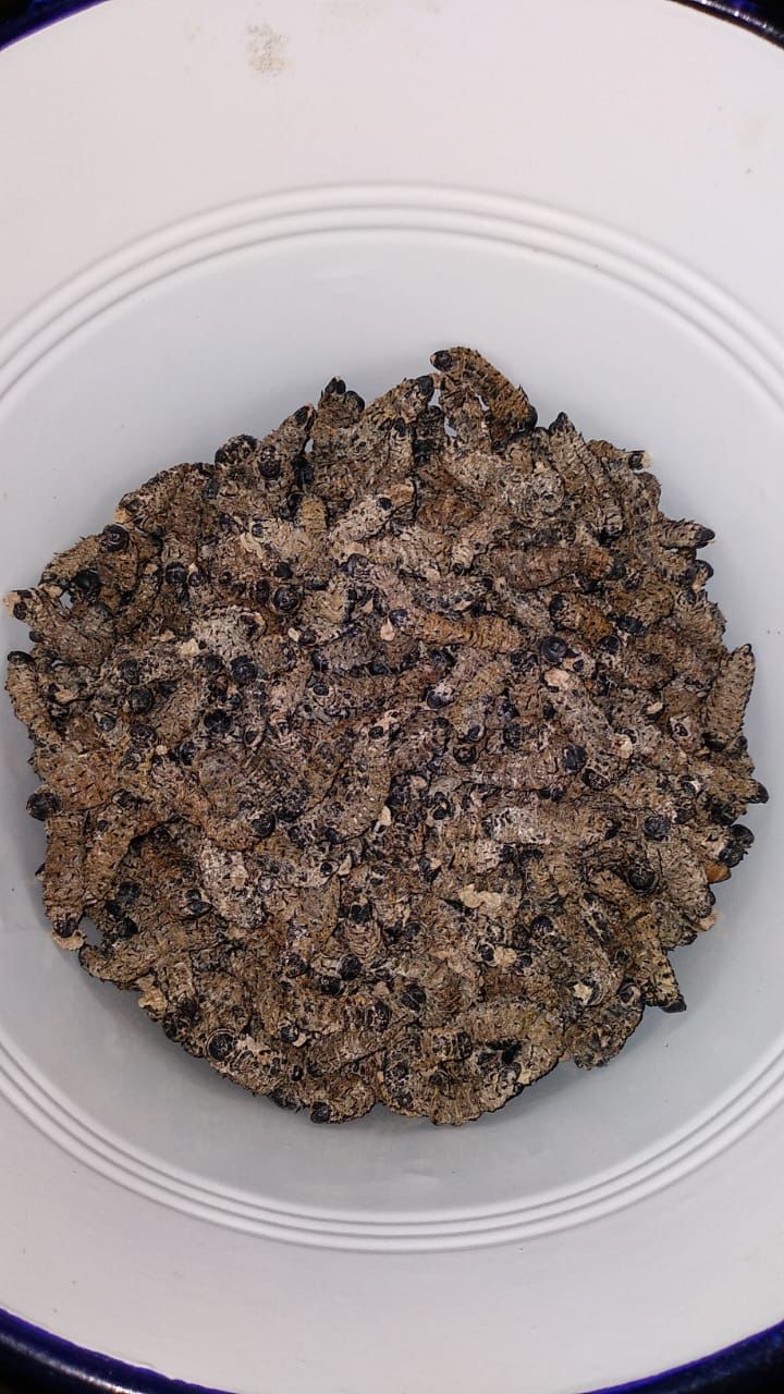 Today's mystery dish