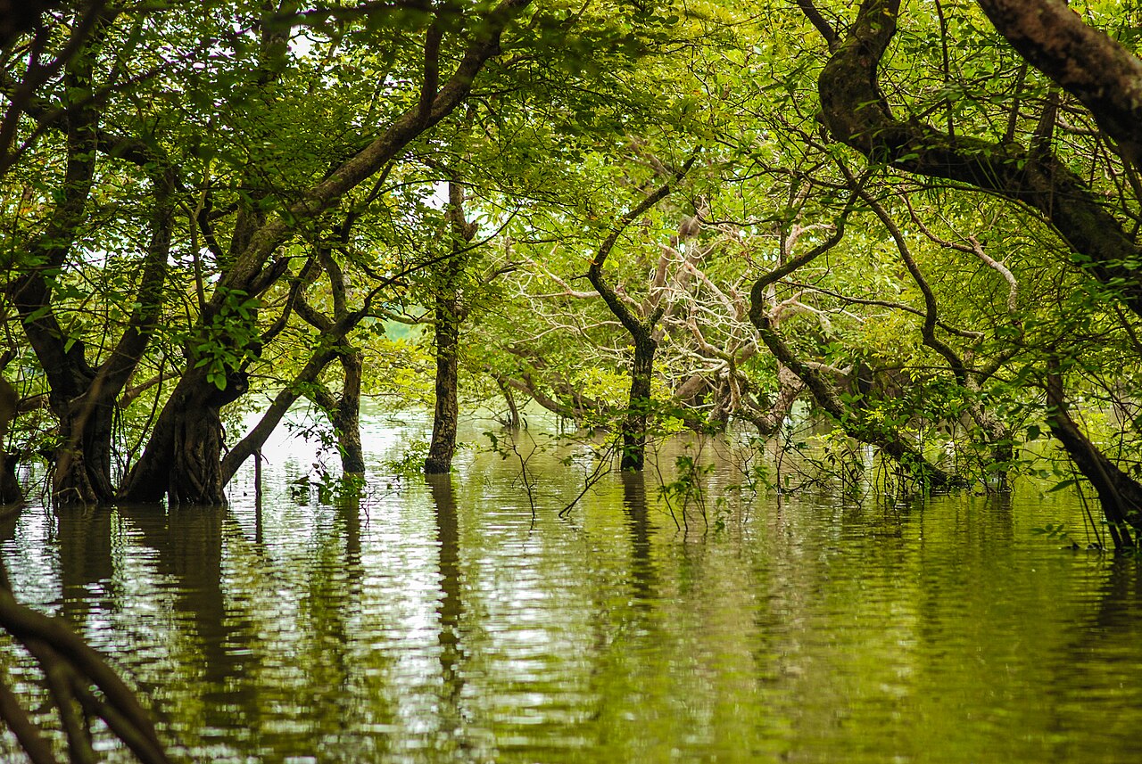 Ratargul Swamp Forest