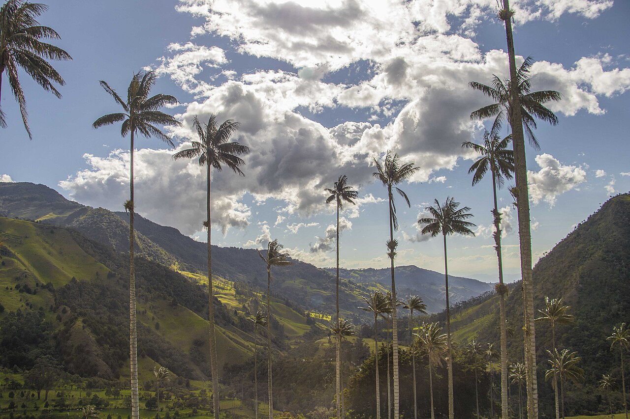 Commons: Valle del Cocora palma de cera