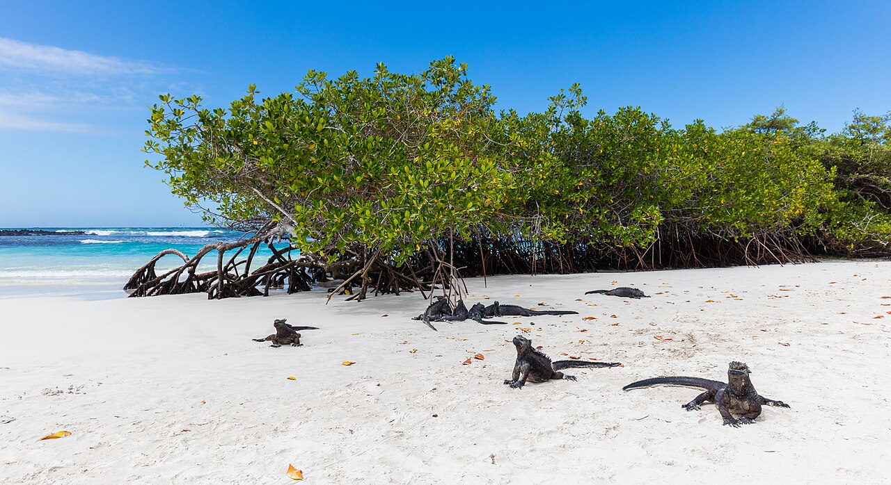 Commons: Tortuga Bay, Galápagos