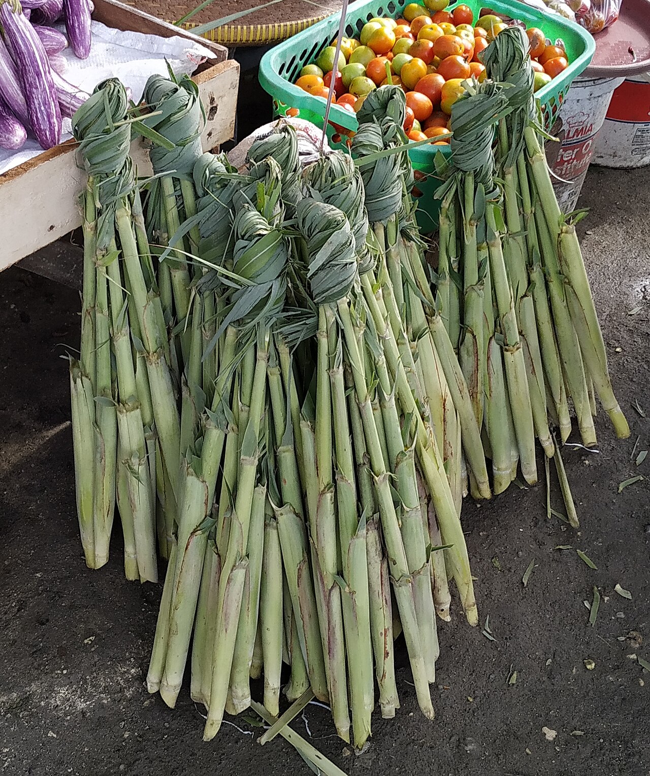 Saccharum edule