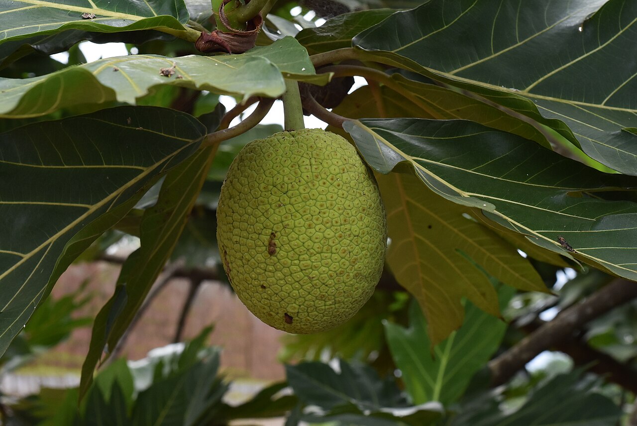 Commons: breadfruit dish