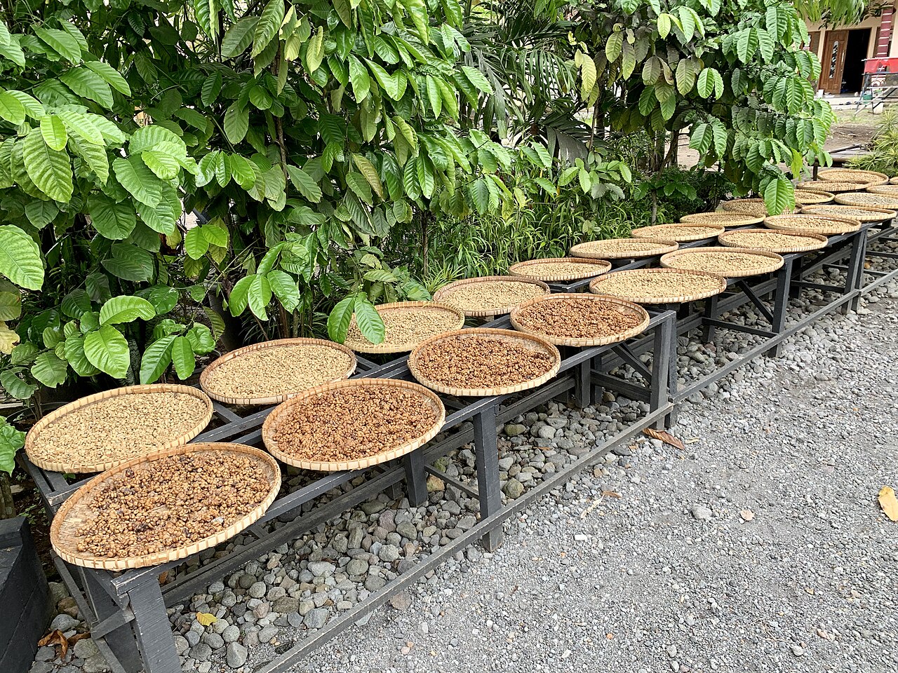 Commons: kopi luwak
