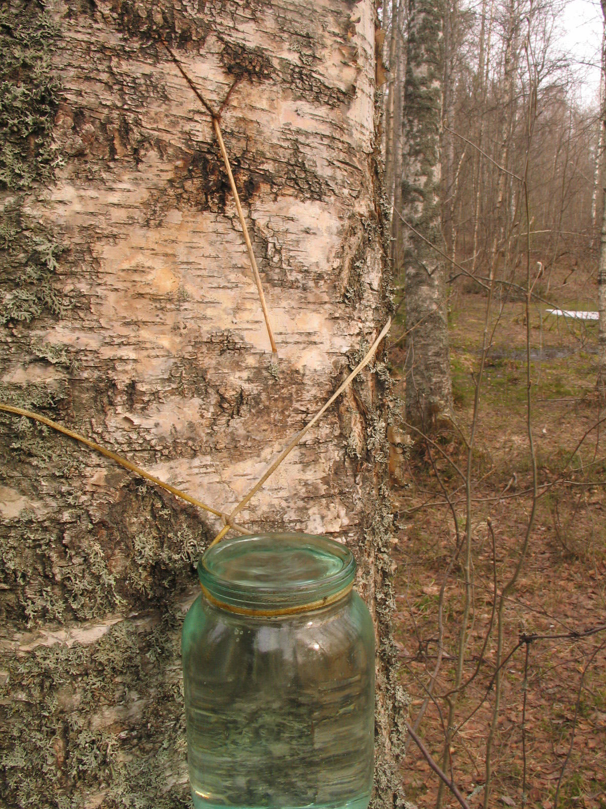 Birch sap