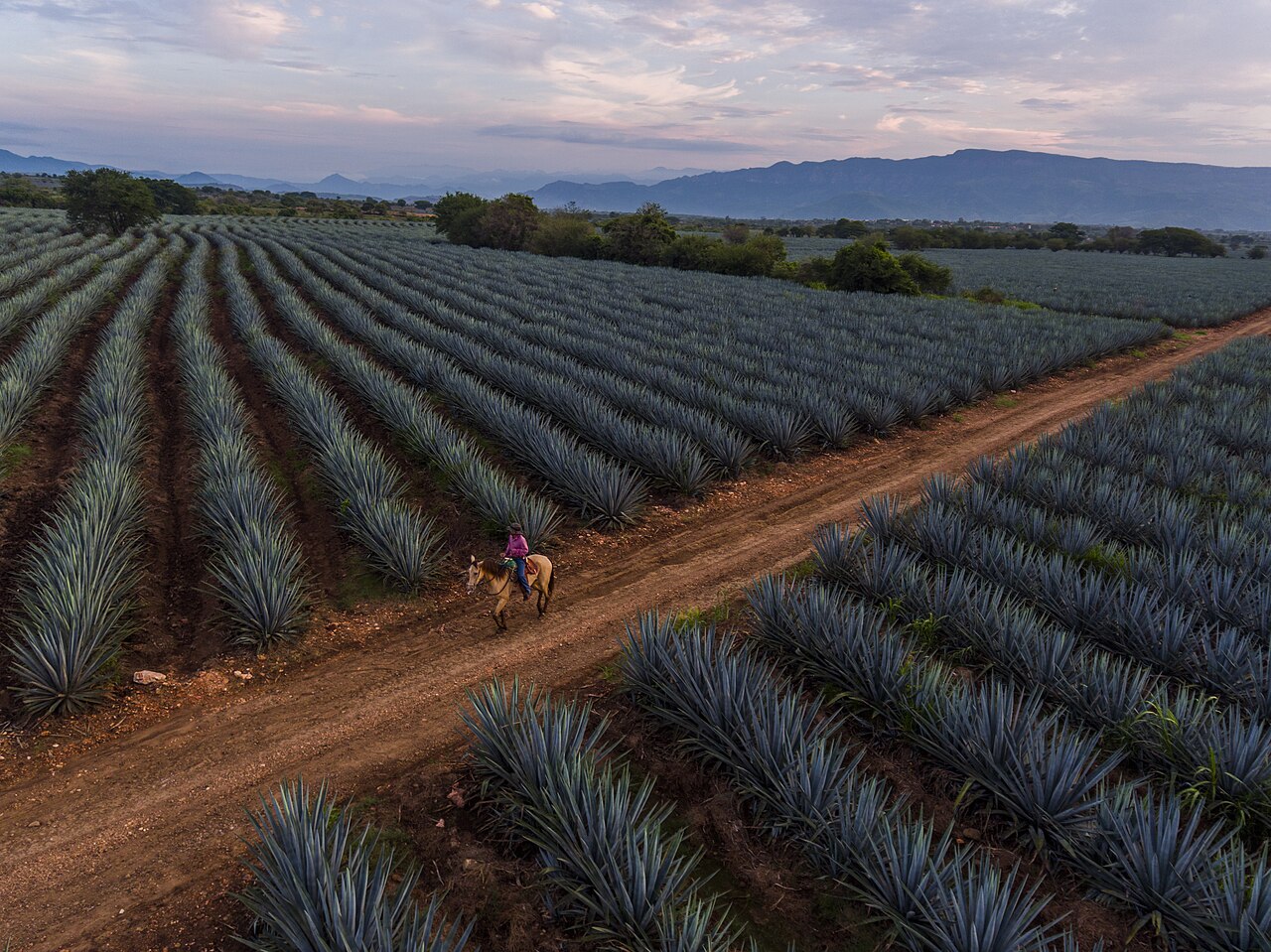 Tequila