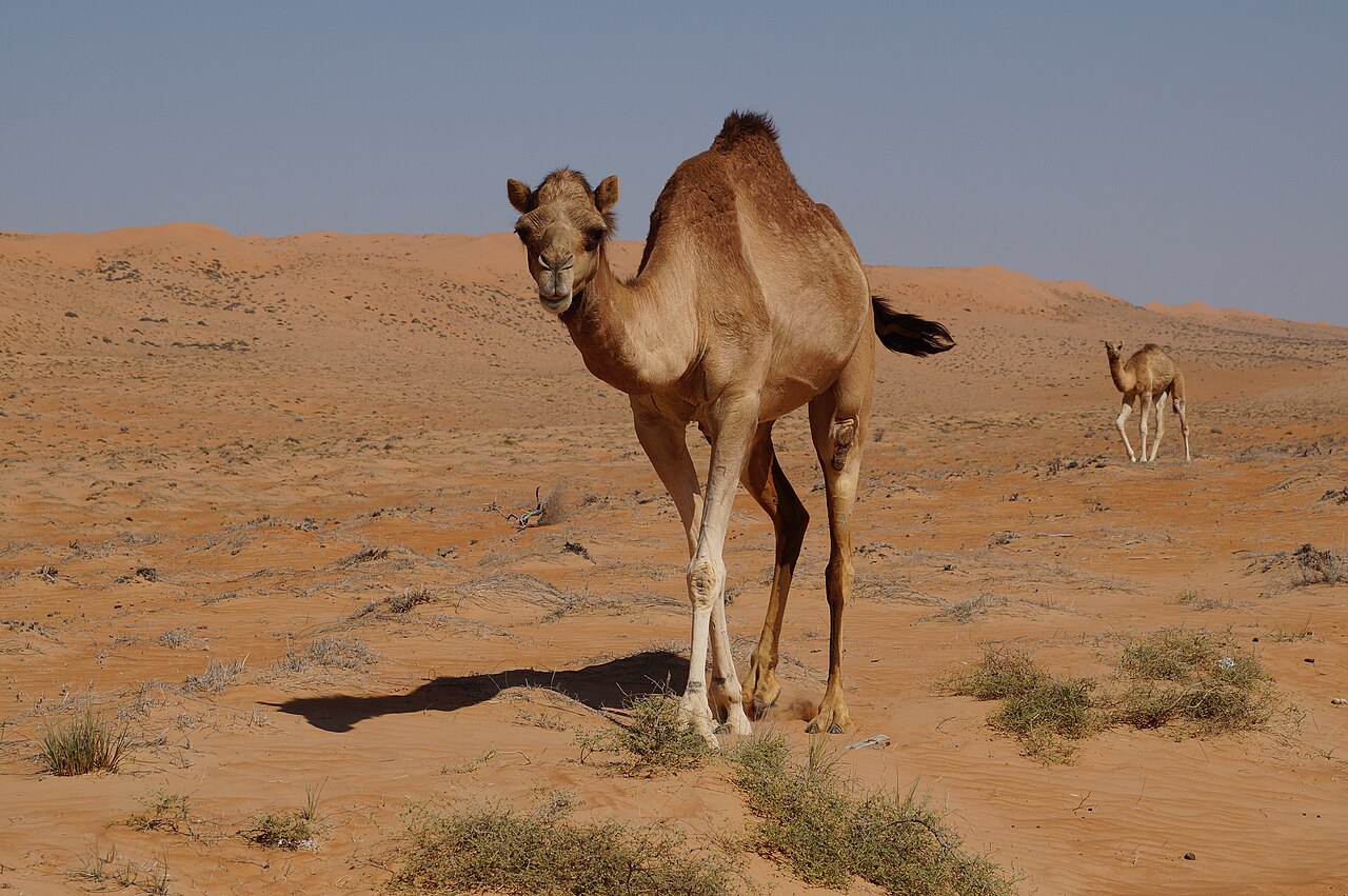 Commons: Wahiba Sands