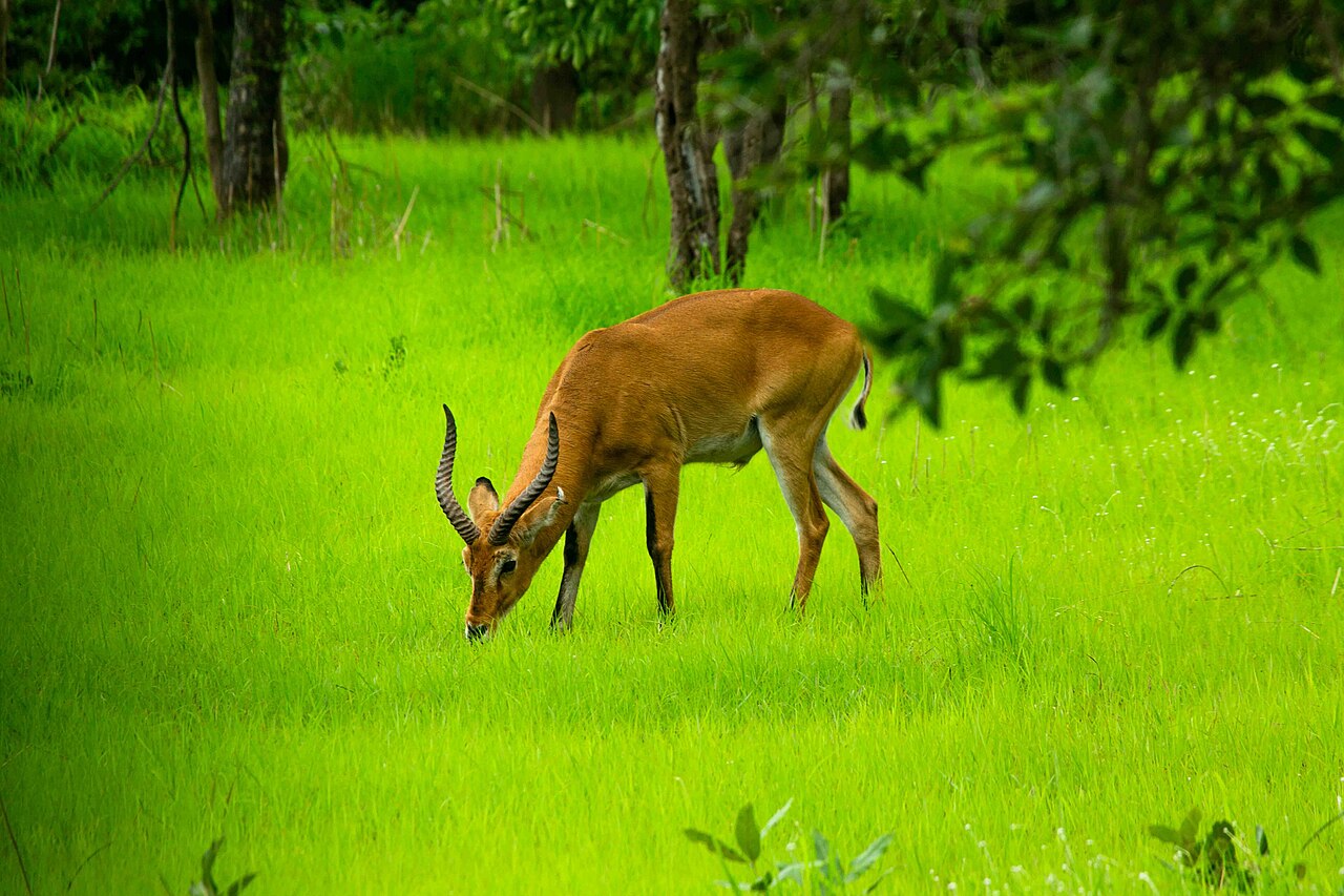 Commons: Niokolo-Koba National Park
