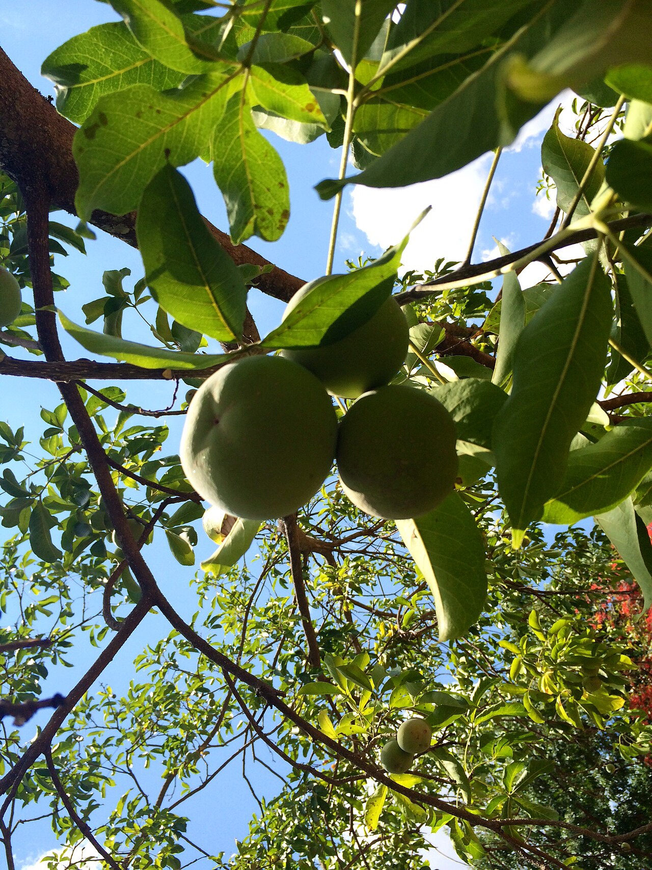Commons: Mazhanje Sugar Fruit